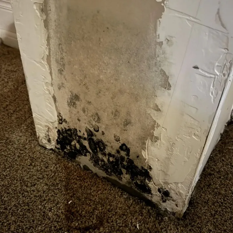 Professional Mold Removal in City of Virginia Beach, VA